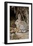 A Desert Cottontail in the Truckee River Valley, Nevada-Neil Losin-Framed Photographic Print