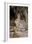 A Desert Cottontail in the Truckee River Valley, Nevada-Neil Losin-Framed Photographic Print