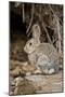 A Desert Cottontail in the Truckee River Valley, Nevada-Neil Losin-Mounted Photographic Print