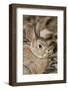 A Desert Cottontail in the Truckee River Valley, Nevada-Neil Losin-Framed Photographic Print