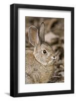 A Desert Cottontail in the Truckee River Valley, Nevada-Neil Losin-Framed Photographic Print