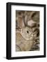 A Desert Cottontail in the Truckee River Valley, Nevada-Neil Losin-Framed Photographic Print