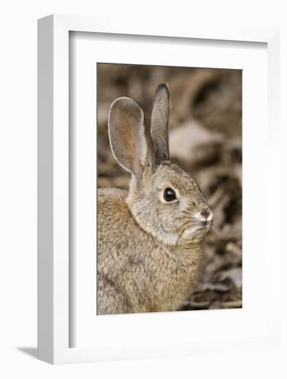A Desert Cottontail in the Truckee River Valley, Nevada-Neil Losin-Framed Photographic Print
