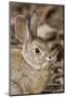 A Desert Cottontail in the Truckee River Valley, Nevada-Neil Losin-Mounted Photographic Print