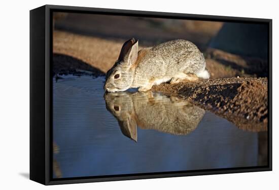 A Desert Cottontail, Sylvilagus Audubonii, Drinks at a Desert Pond-Richard Wright-Framed Stretched Canvas