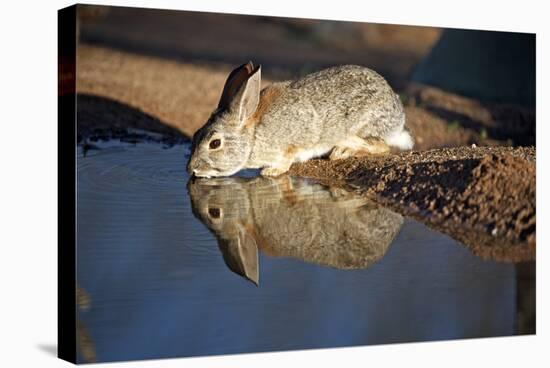 A Desert Cottontail, Sylvilagus Audubonii, Drinks at a Desert Pond-Richard Wright-Stretched Canvas