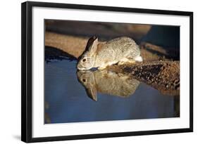 A Desert Cottontail, Sylvilagus Audubonii, Drinks at a Desert Pond-Richard Wright-Framed Photographic Print