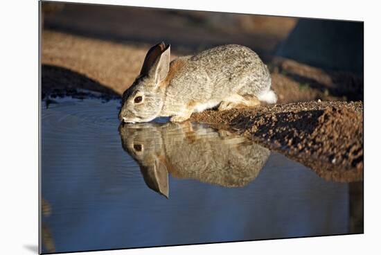 A Desert Cottontail, Sylvilagus Audubonii, Drinks at a Desert Pond-Richard Wright-Mounted Photographic Print