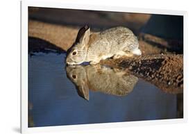 A Desert Cottontail, Sylvilagus Audubonii, Drinks at a Desert Pond-Richard Wright-Framed Photographic Print