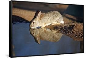 A Desert Cottontail, Sylvilagus Audubonii, Drinks at a Desert Pond-Richard Wright-Framed Stretched Canvas