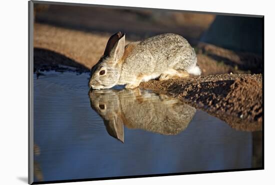 A Desert Cottontail, Sylvilagus Audubonii, Drinks at a Desert Pond-Richard Wright-Mounted Photographic Print