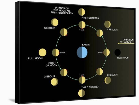 A Diagram Showing the Phases of the Earth's Moon-Stocktrek Images-Framed Stretched Canvas