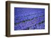 A Different Flower-pljvv-Framed Photographic Print