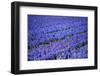 A Different Flower-pljvv-Framed Photographic Print