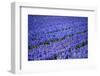 A Different Flower-pljvv-Framed Photographic Print