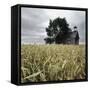 A Dilapidated Building in a Field-null-Framed Stretched Canvas