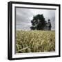 A Dilapidated Building in a Field-null-Framed Photographic Print