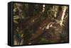 A Dimorphodon Pterosaur Chasing an Insect-Stocktrek Images-Framed Stretched Canvas