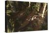 A Dimorphodon Pterosaur Chasing an Insect-Stocktrek Images-Stretched Canvas