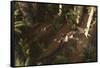 A Dimorphodon Pterosaur Chasing an Insect-Stocktrek Images-Framed Stretched Canvas