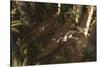 A Dimorphodon Pterosaur Chasing an Insect-Stocktrek Images-Stretched Canvas