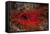 A Disco Clam on a Reef Near the Island of Sulawesi, Indonesia-Stocktrek Images-Framed Stretched Canvas
