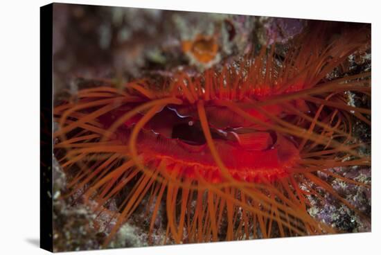 A Disco Clam on a Reef Near the Island of Sulawesi, Indonesia-Stocktrek Images-Stretched Canvas