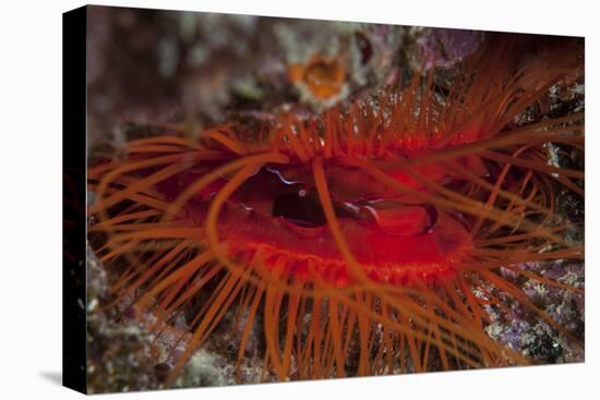 A Disco Clam on a Reef Near the Island of Sulawesi, Indonesia-Stocktrek Images-Stretched Canvas