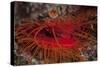 A Disco Clam on a Reef Near the Island of Sulawesi, Indonesia-Stocktrek Images-Stretched Canvas