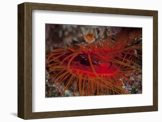 A Disco Clam on a Reef Near the Island of Sulawesi, Indonesia-Stocktrek Images-Framed Photographic Print