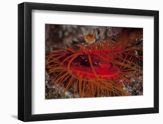 A Disco Clam on a Reef Near the Island of Sulawesi, Indonesia-Stocktrek Images-Framed Photographic Print