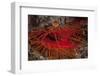 A Disco Clam on a Reef Near the Island of Sulawesi, Indonesia-Stocktrek Images-Framed Photographic Print