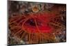 A Disco Clam on a Reef Near the Island of Sulawesi, Indonesia-Stocktrek Images-Mounted Photographic Print