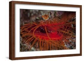 A Disco Clam on a Reef Near the Island of Sulawesi, Indonesia-Stocktrek Images-Framed Photographic Print