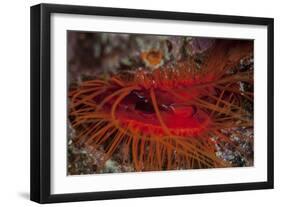 A Disco Clam on a Reef Near the Island of Sulawesi, Indonesia-Stocktrek Images-Framed Photographic Print