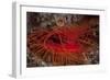 A Disco Clam on a Reef Near the Island of Sulawesi, Indonesia-Stocktrek Images-Framed Photographic Print