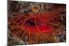 A Disco Clam on a Reef Near the Island of Sulawesi, Indonesia-Stocktrek Images-Mounted Photographic Print