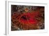 A Disco Clam on a Reef Near the Island of Sulawesi, Indonesia-Stocktrek Images-Framed Photographic Print