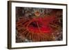 A Disco Clam on a Reef Near the Island of Sulawesi, Indonesia-Stocktrek Images-Framed Photographic Print