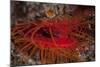 A Disco Clam on a Reef Near the Island of Sulawesi, Indonesia-Stocktrek Images-Mounted Photographic Print