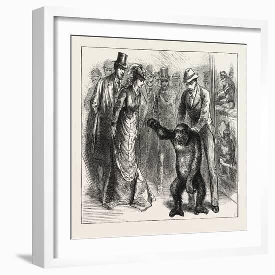 A Distinguished Visitor at Liverpool, the Young Gorilla Holding a Reception in the Museum, 1876, Uk-null-Framed Giclee Print