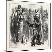 A Distinguished Visitor at Liverpool, the Young Gorilla Holding a Reception in the Museum, 1876, Uk-null-Mounted Giclee Print