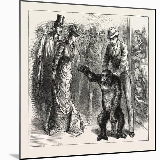 A Distinguished Visitor at Liverpool, the Young Gorilla Holding a Reception in the Museum, 1876, Uk-null-Mounted Giclee Print