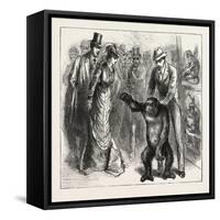 A Distinguished Visitor at Liverpool, the Young Gorilla Holding a Reception in the Museum, 1876, Uk-null-Framed Stretched Canvas