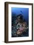 A Diver Above a Beautiful Reef in Komodo National Park, Indonesia-Stocktrek Images-Framed Photographic Print