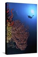 A Diver Approaches a Beautiful Gorgonian Sea Fan, Cayman Islands-Stocktrek Images-Stretched Canvas