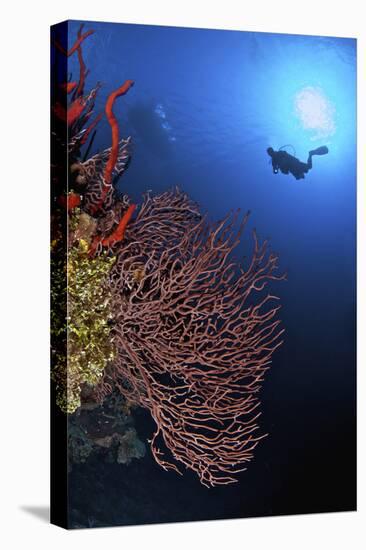 A Diver Approaches a Beautiful Gorgonian Sea Fan, Cayman Islands-Stocktrek Images-Stretched Canvas