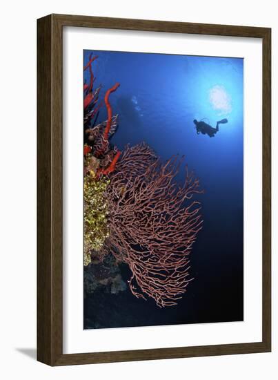 A Diver Approaches a Beautiful Gorgonian Sea Fan, Cayman Islands-Stocktrek Images-Framed Photographic Print