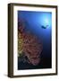 A Diver Approaches a Beautiful Gorgonian Sea Fan, Cayman Islands-Stocktrek Images-Framed Photographic Print