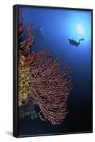 A Diver Approaches a Beautiful Gorgonian Sea Fan, Cayman Islands-Stocktrek Images-Framed Photographic Print